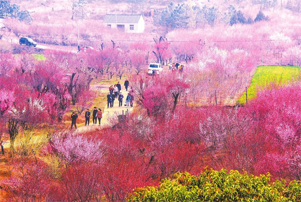 南阳卧龙区：塔子山赏梅火爆“出圈”