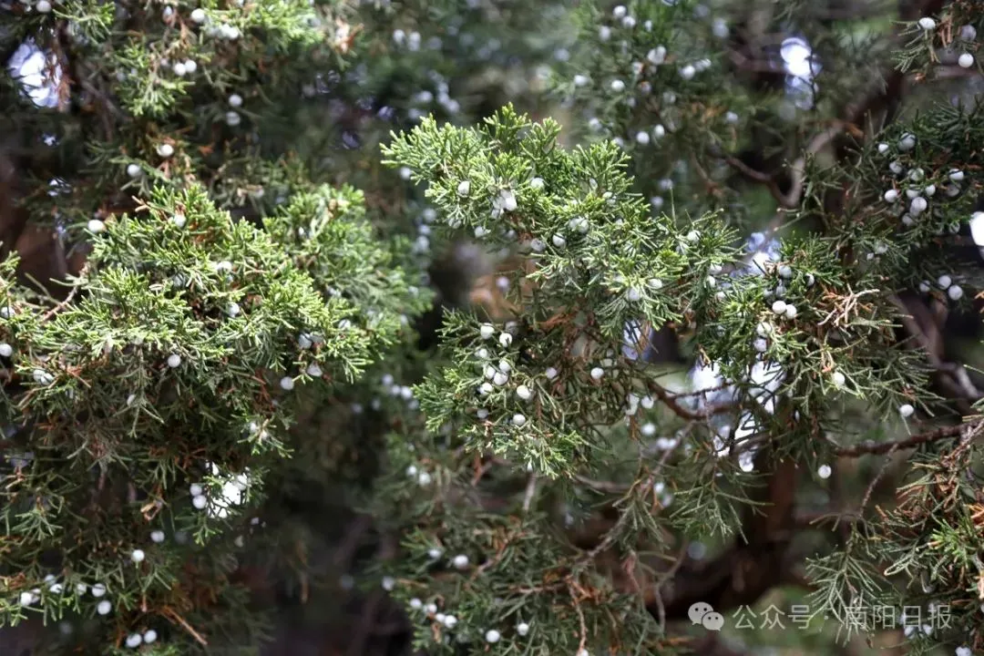 震撼！看南阳这棵2000年的龙柏树风姿