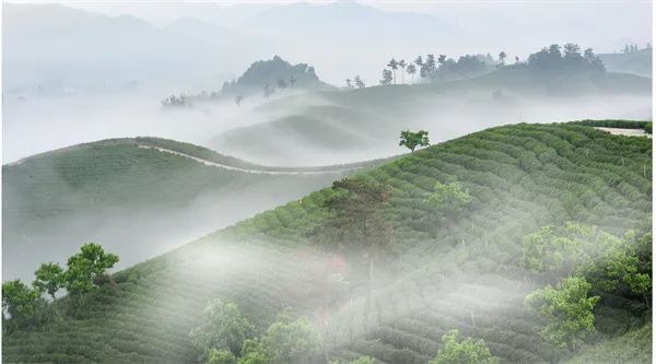 全国乡村旅游精品线路之河南篇——“醉美茶乡”畅游之旅