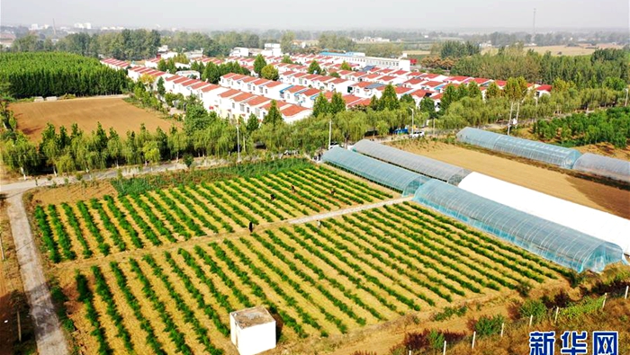 平顶山市宝丰县李庄乡马楼村芦笋种植基地(无人机照片)平顶山市宝丰县