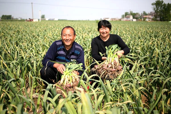 “蒜”来“蒜”去 “蒜蒜”如意 杞县早中晚大蒜蒜薹收三茬 茬茬受益