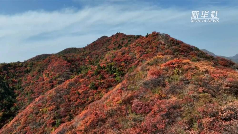 【行走河南·读懂中国】秋到王屋山 看漫山红叶醉秋色
