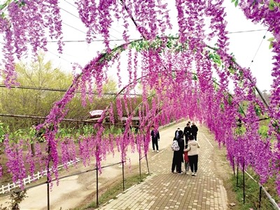 荥阳第四届乡村文化旅游节开幕
