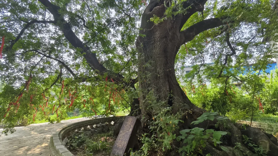 許昌市襄城縣：祝馮村皂莢樹