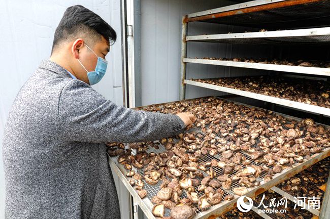 【图片新闻】河南宝丰：种植食用菌 唱响“致富曲” 