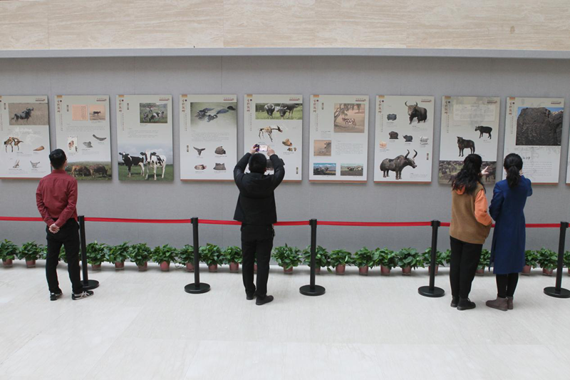 “牛转乾坤——辛丑（牛年）新春生肖文物联展”开展