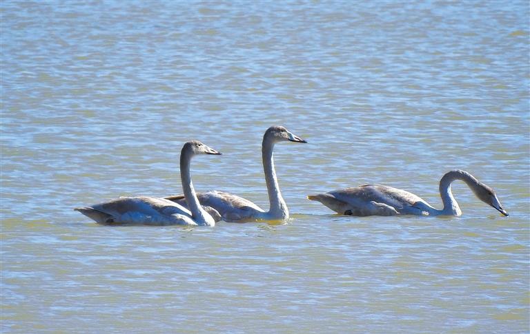 This year's first swans fly back to Sanmenxia for wintering