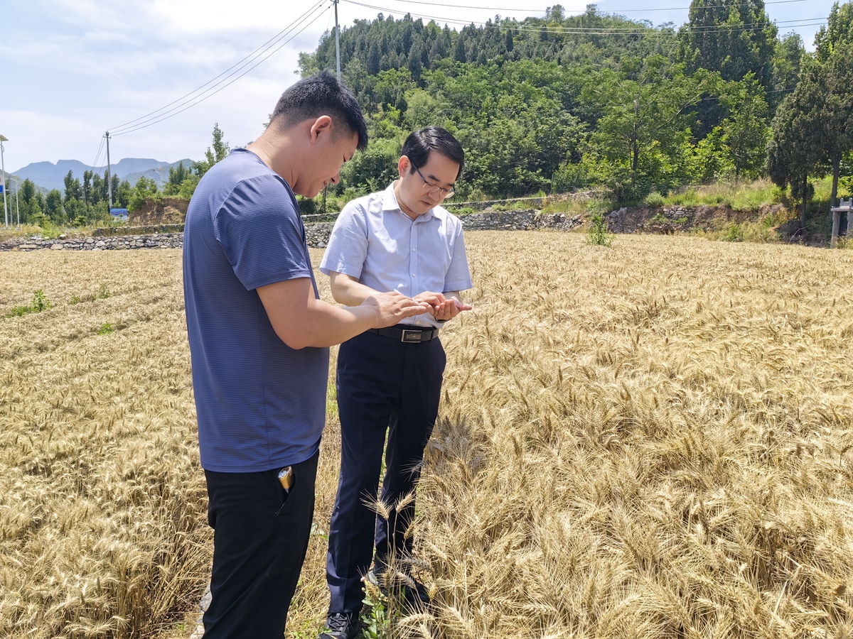 孙巍峰在济源、焦作调研指导夏收工作时强调 全力抢时抢收 确保颗粒归仓 坚决打赢夏收攻坚战