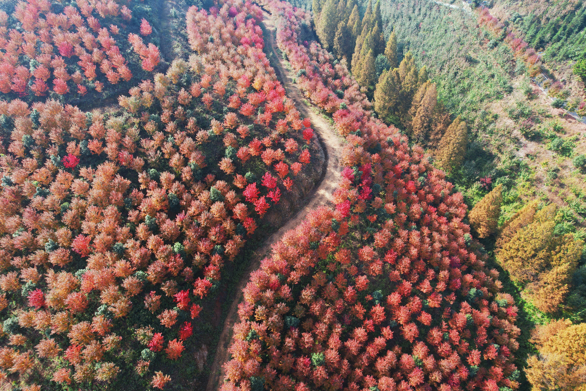 光州“枫”景