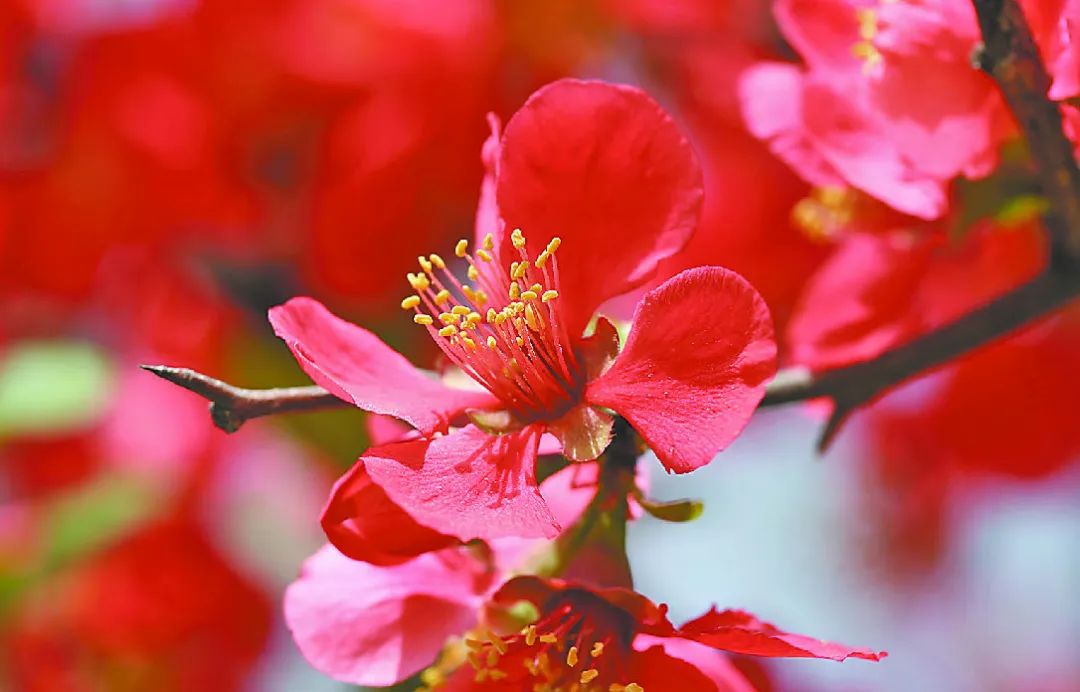 行走河南·读懂中国 | 焦作春日赏花图鉴