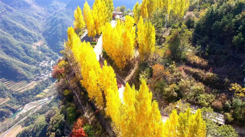 【行走河南·读懂中国】来自秋日石板岩的一封信：树树皆秋色 山山唯落晖