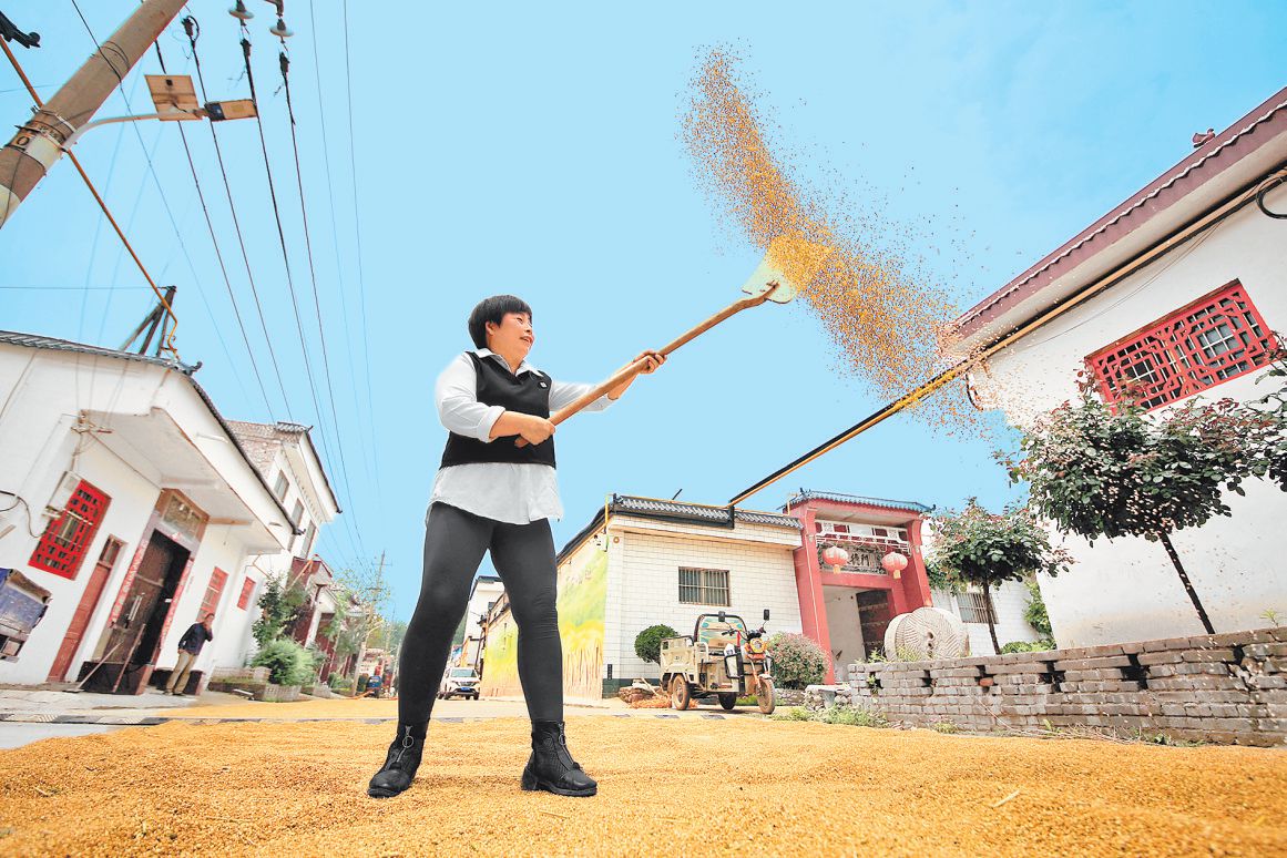 全力以赴战“三夏”丨科学调度 “龙口夺粮”