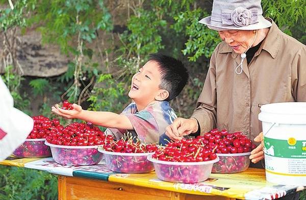Farmers generate income by growing cherries