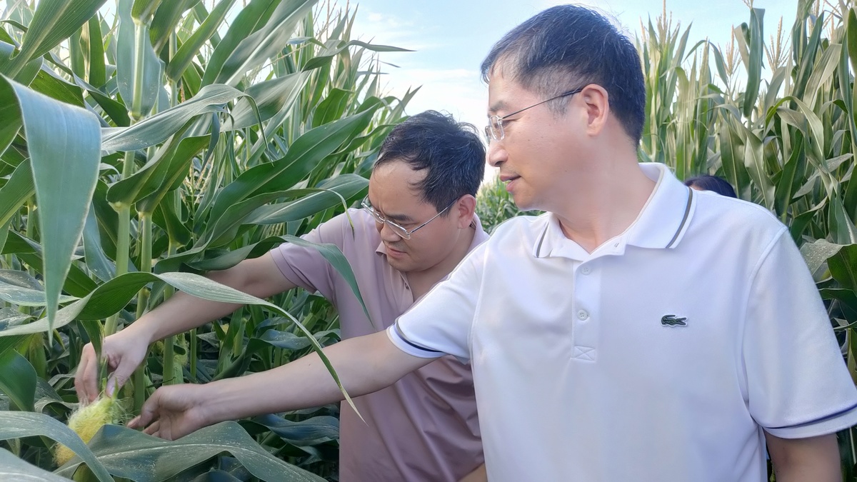 抗旱灭虫保秋粮丰收 农业专家田间地头支招