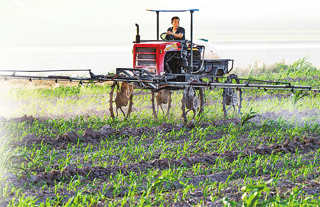 麦向丰收 种下希望