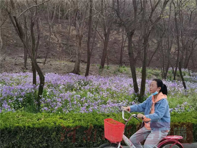 三门峡：为黄河镶绿边
