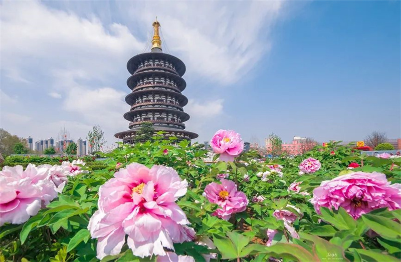 全国牡丹观赏地图出炉 共赴一场国花盛宴