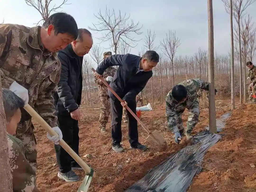 洛宁吕村林场全力推进林下中草药种植