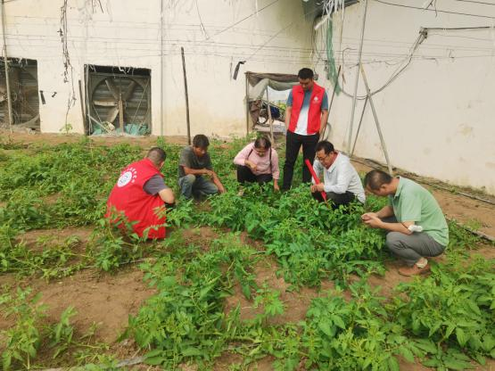 河南省番茄产业科技特派员服务团赴濮阳县开展技术服务
