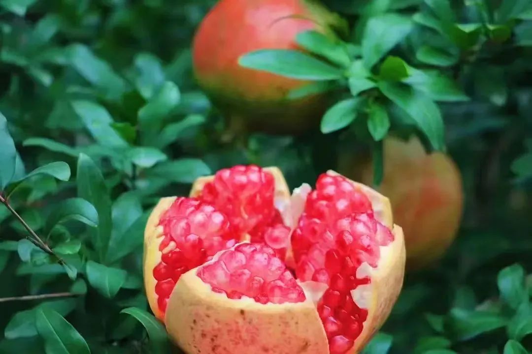 ͼƬ
