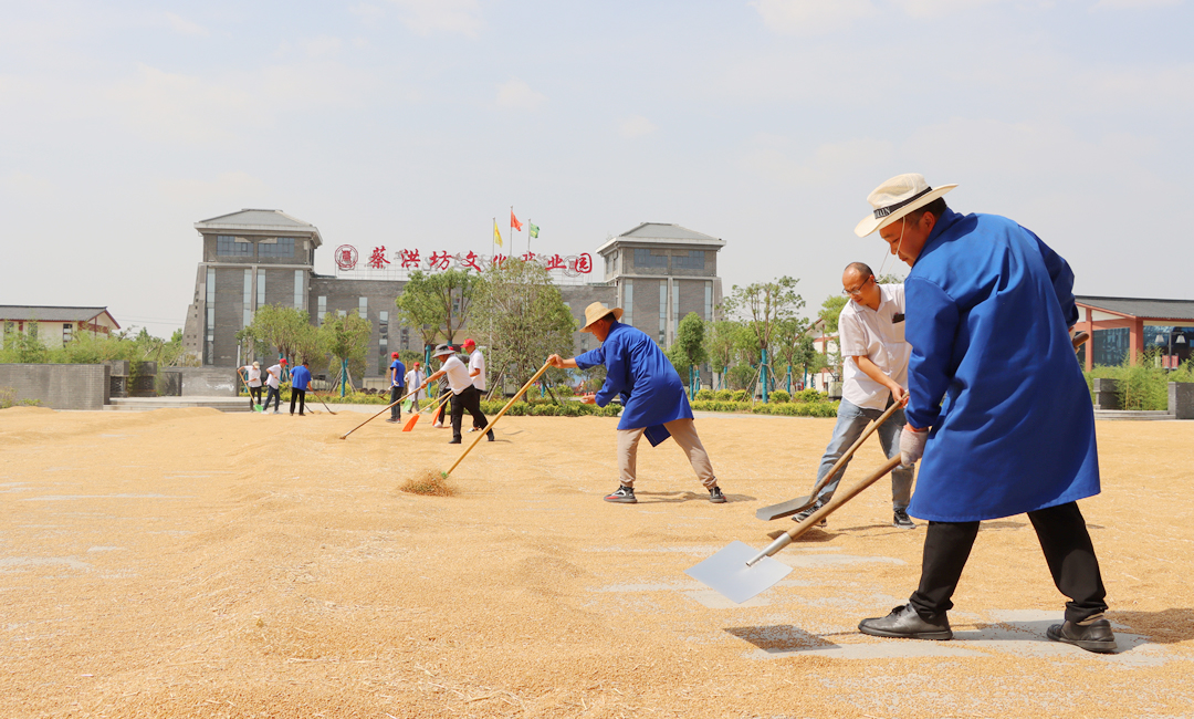 好粮酿好酒，蔡洪坊酿酒专用粮种植基地6000亩小麦再获丰收