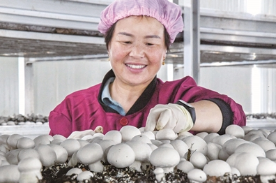 【洛阳】蘑菇种植工厂化 特色产品助振兴