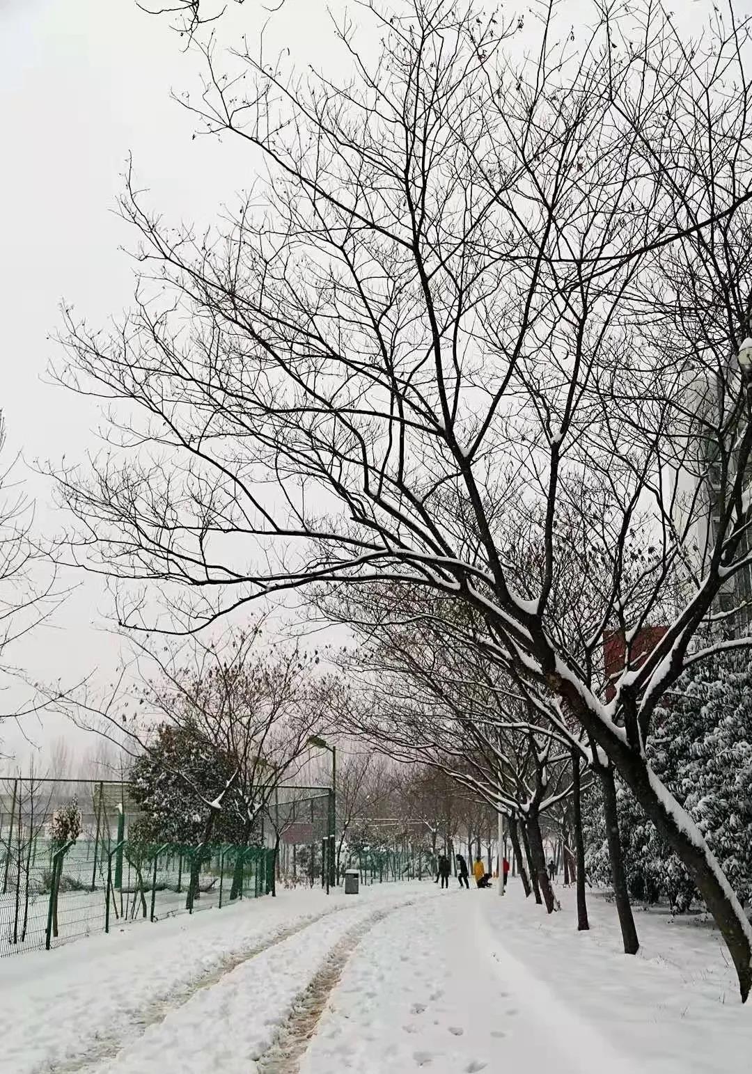 瑞雪兆丰年！你那里下雪了吗？