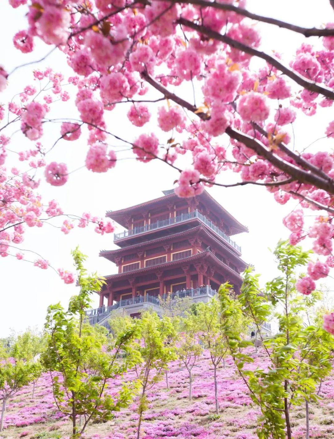 春满中原·老家河南 | 期待!接下来一个月,河南是这样的 - 河南省文化