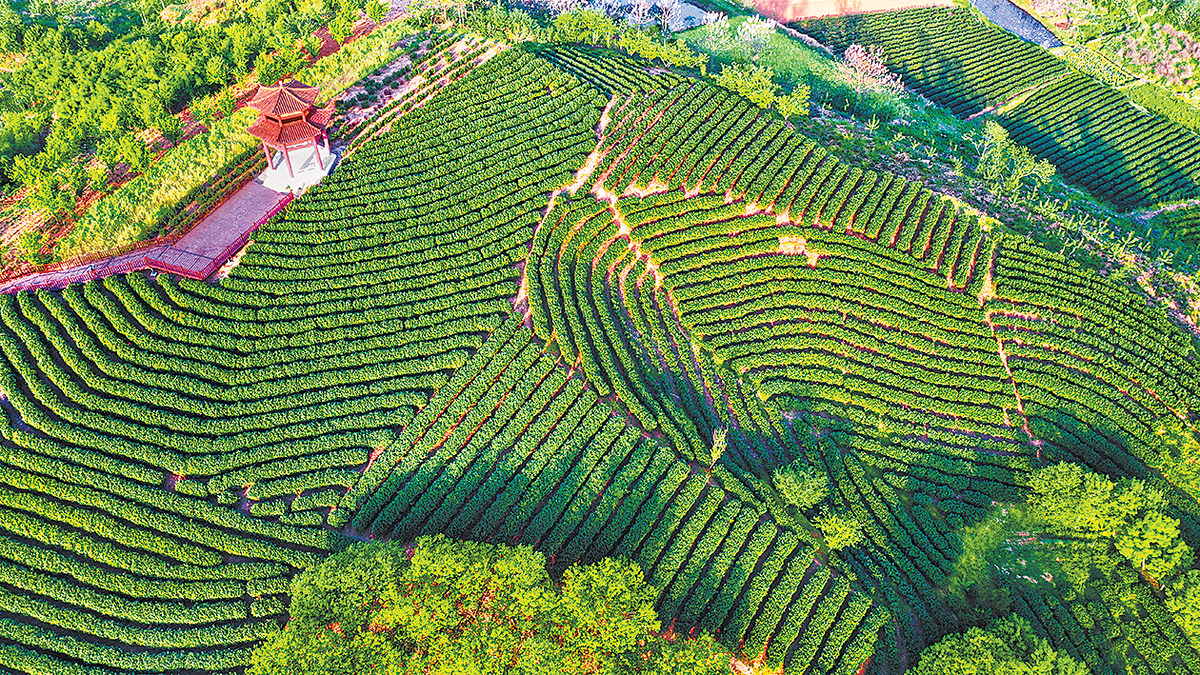 桐柏县推动五星支部创建走深走实