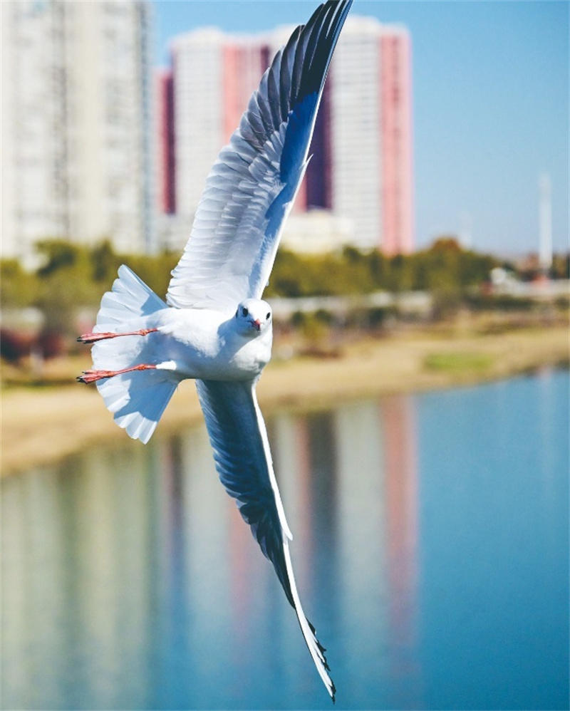 洛阳候鸟飞舞陆浑湖