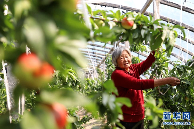 【图片新闻】河南民权：水果种植助农致富