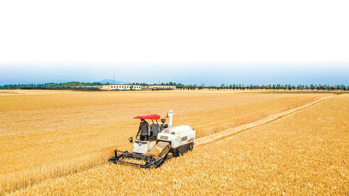 出彩河南 圆梦小康：“让丰收的小麦满粮仓”