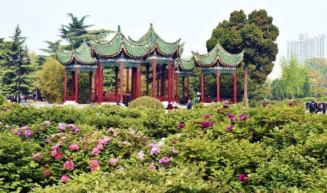 【行走河南·读懂中国】花开谷雨 来老家河南赴一场牡丹之约