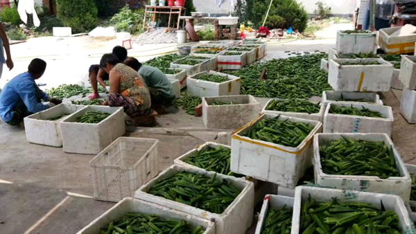 【蔬菜】丹水源种植家庭农场：产业车间为贫困户撑起一片蓝天
