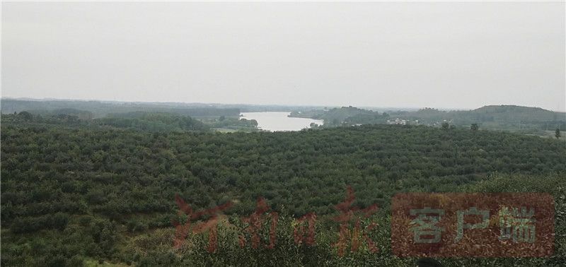 庆丰收 迎小康 | 总书记看过的油茶园传来好消息