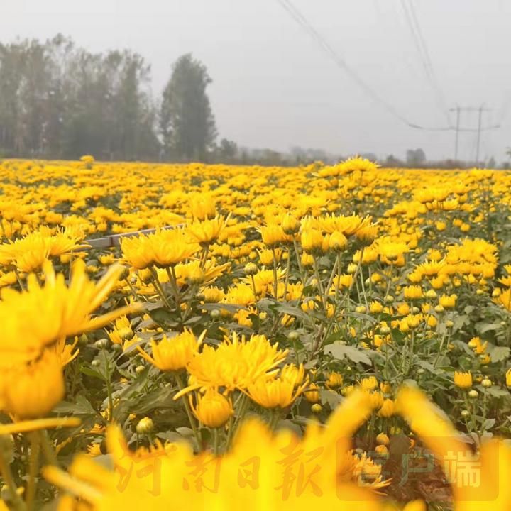 相约爱菊|宁陵县第二届菊花节开幕