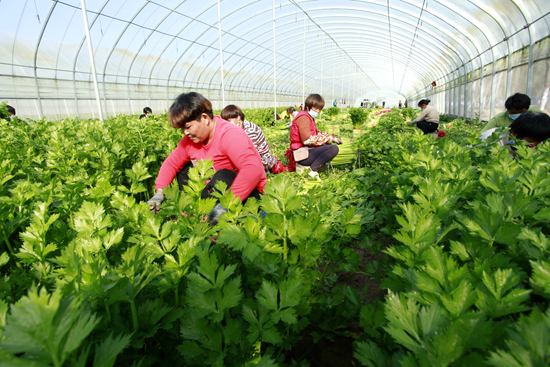 通许“设施农业+”为巩固脱贫成果增动力