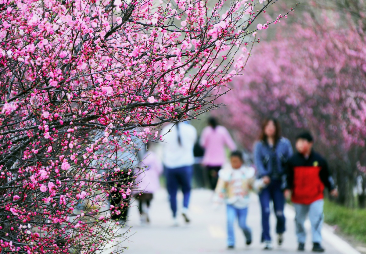 行走河南·读懂中国 | 鹿邑：十里桃花 灼灼其华