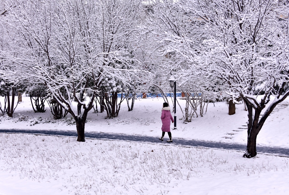鹤壁：大地披银装，雪后画意浓
