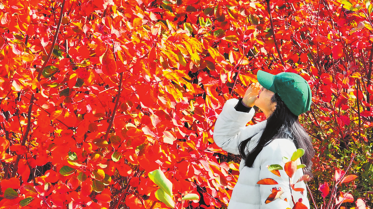 Scenery of Red Leaves on Tongbai Mountain