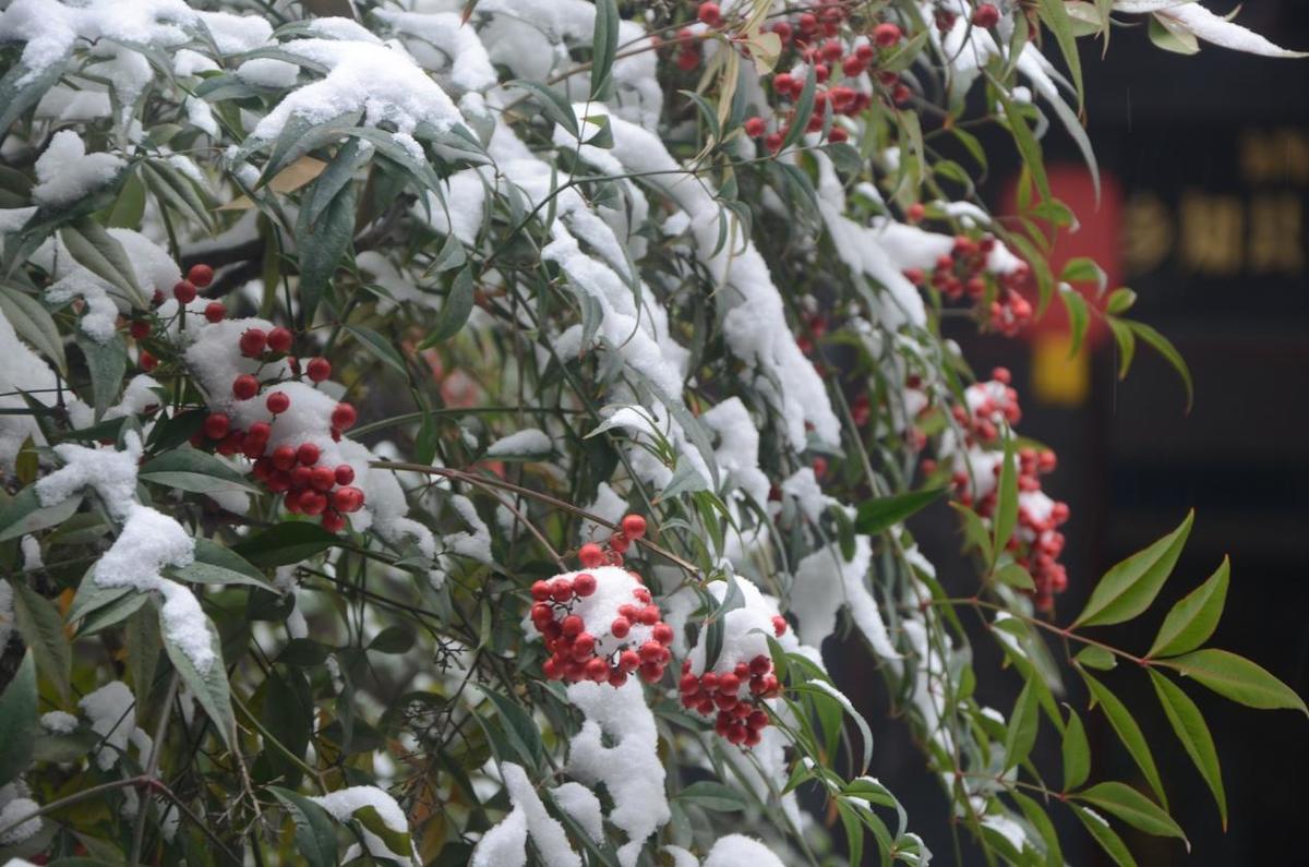 雪落古衙宜观景