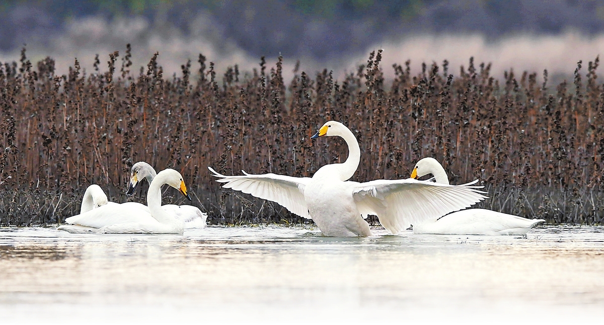 又到候鸟迁飞时