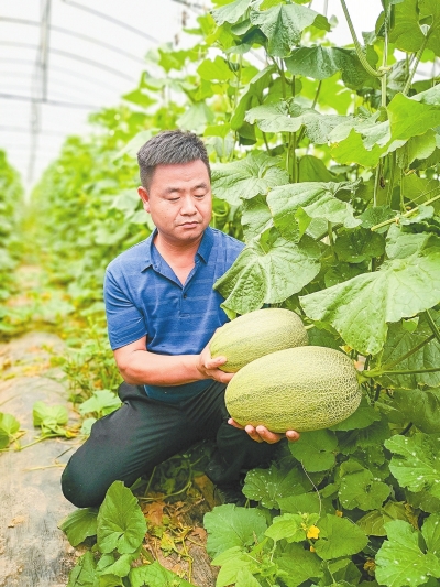 “院县共建”为农业产业注入“科技芯”兰考蜜瓜成致富增收“明星”产品
