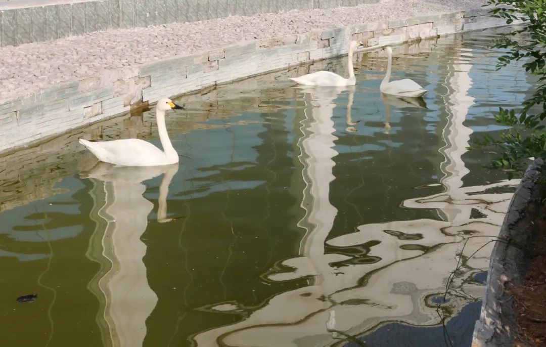 焦作市森林動物園再添特色景點