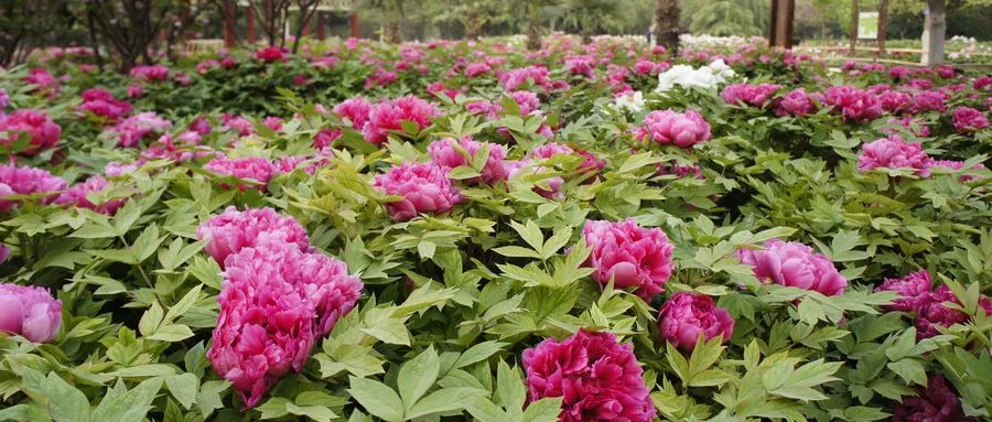【行走河南·读懂中国】花开谷雨 来老家河南赴一场牡丹之约