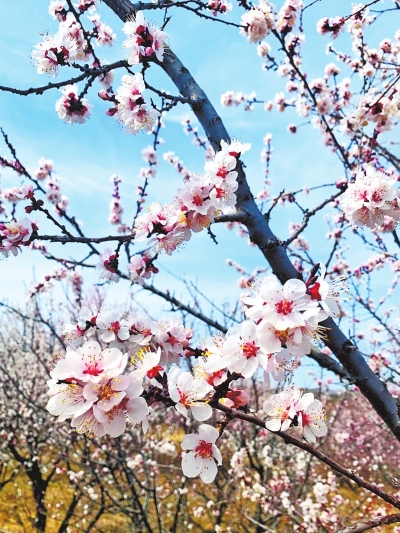 南乐：以花为“媒”促消费