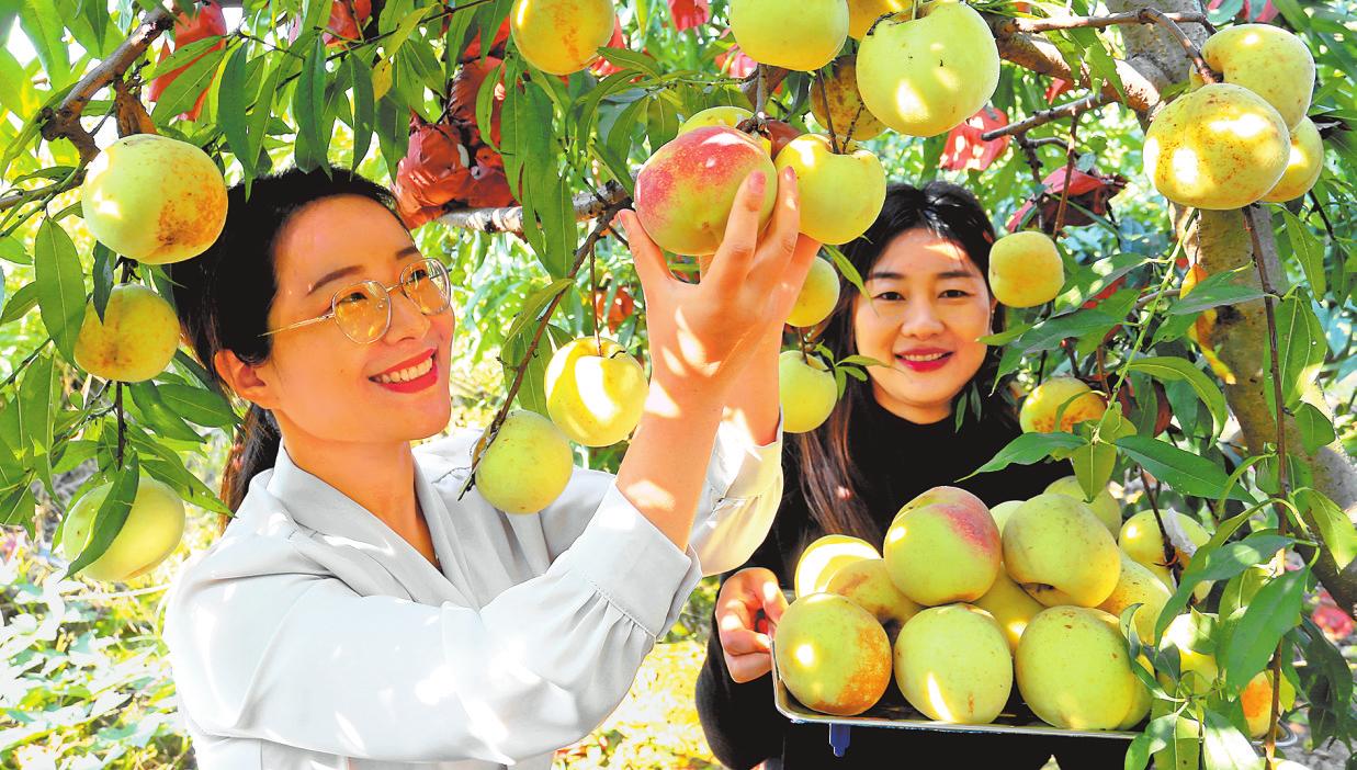 Visitors pick peaches at orchard