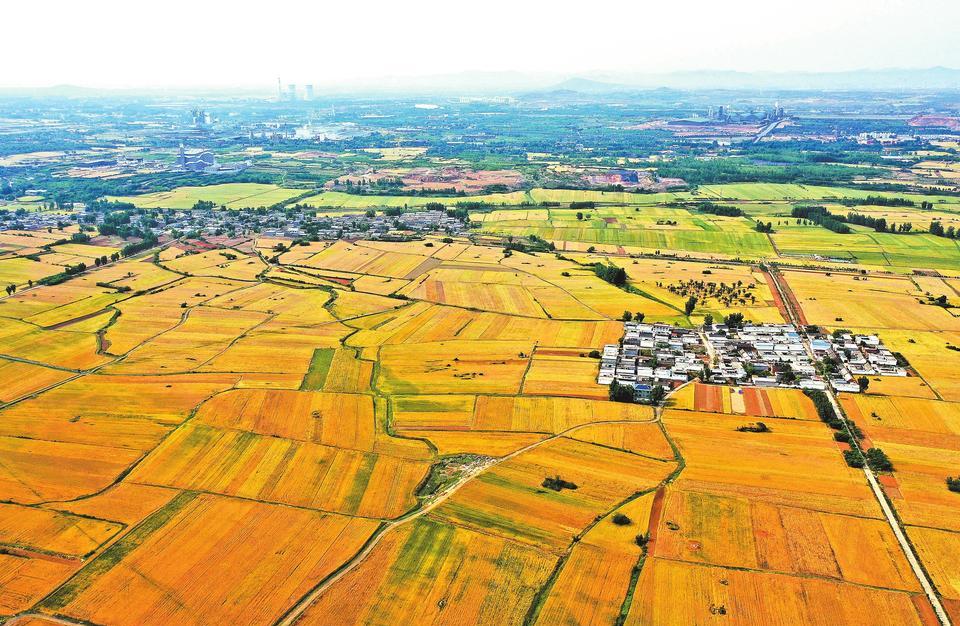 Wheat Turns Yellow in Baofeng