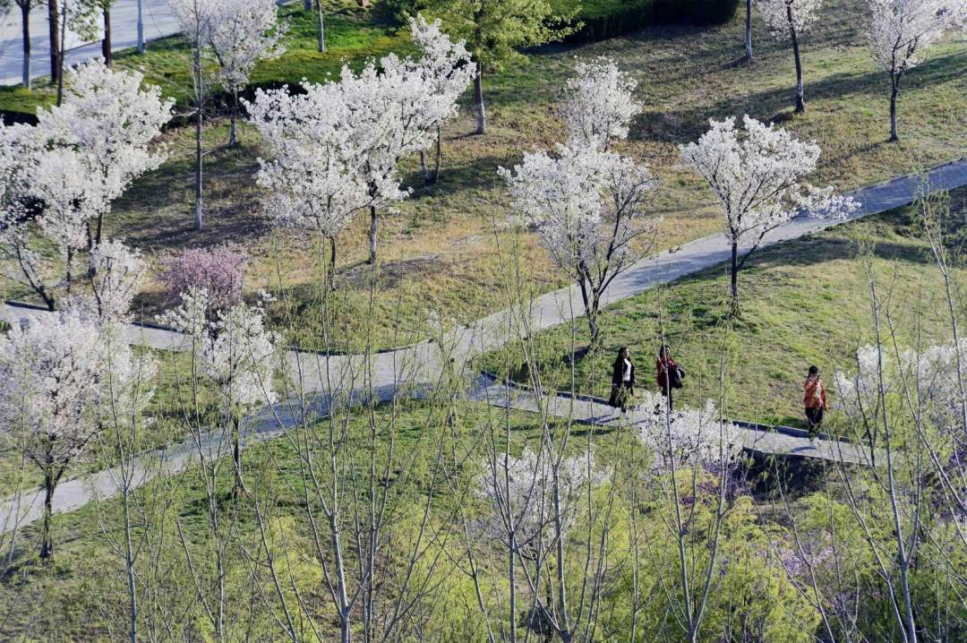 行走河南·读懂中国丨千年古县汝南：百花盛开春满园