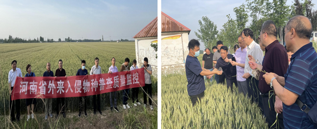 省農(nóng)業(yè)農(nóng)村廳資源利用處及專家團(tuán)隊(duì)赴開封市開展農(nóng)業(yè)外來入侵物種普查工作調(diào)研